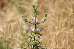 Hygrophila auriculata